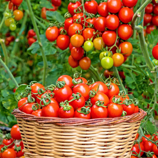 Tomato(টমেটো)